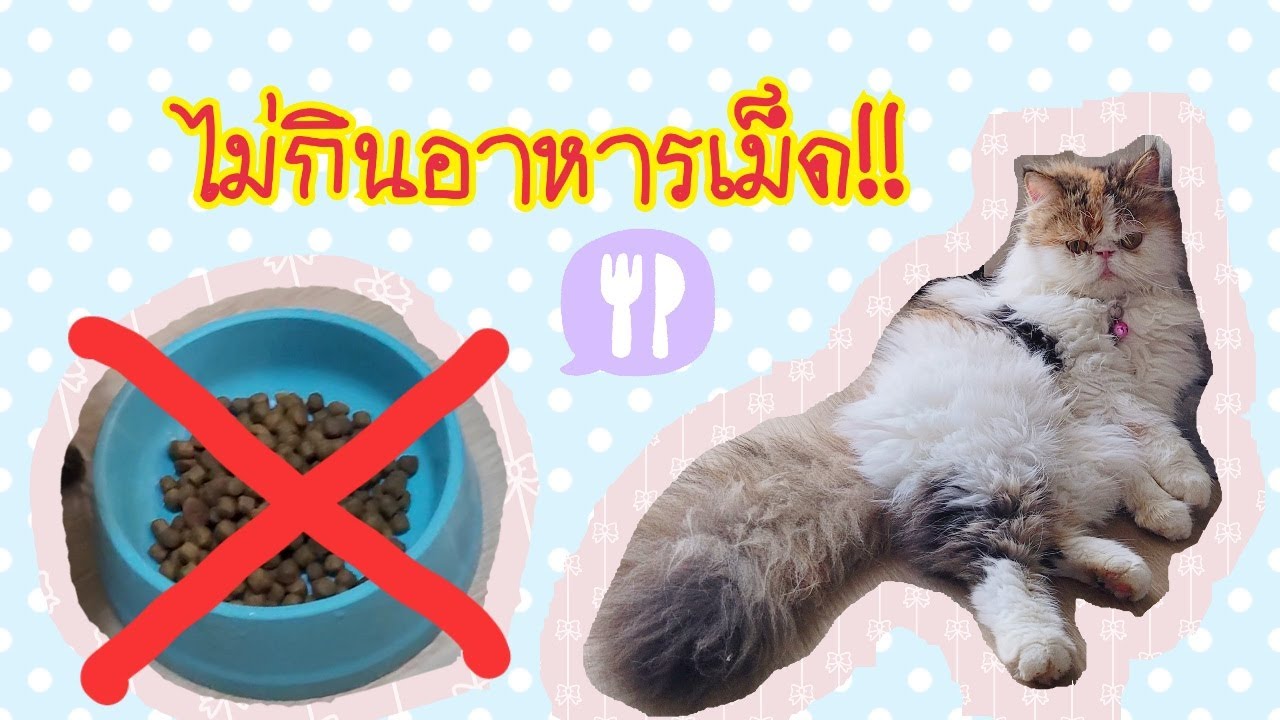 แมวไม่ยอมกินอาหารเม็ด!!! ทำไงดี?? | ข้อมูลที่มีรายละเอียดมากที่สุดทั้งหมดเกี่ยวกับแมว ไม่ กิน อาหาร เม็ด
