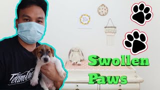 Swollen paws dog treatment by Mello Muñoz 3,859 views 3 years ago 8 minutes, 12 seconds