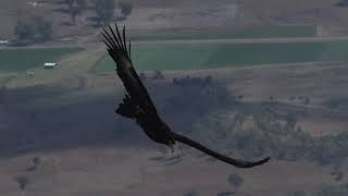 Beechmont Spring Triangle And Wedgie Attack