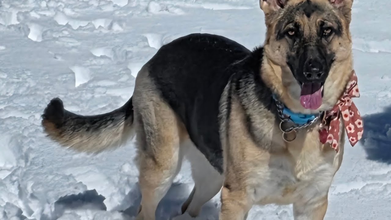 Ellie's First Time in the Snow at Lovell Canyon Rd, Las Vegas February 21, 2026.