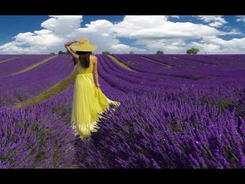 Party girl lavender