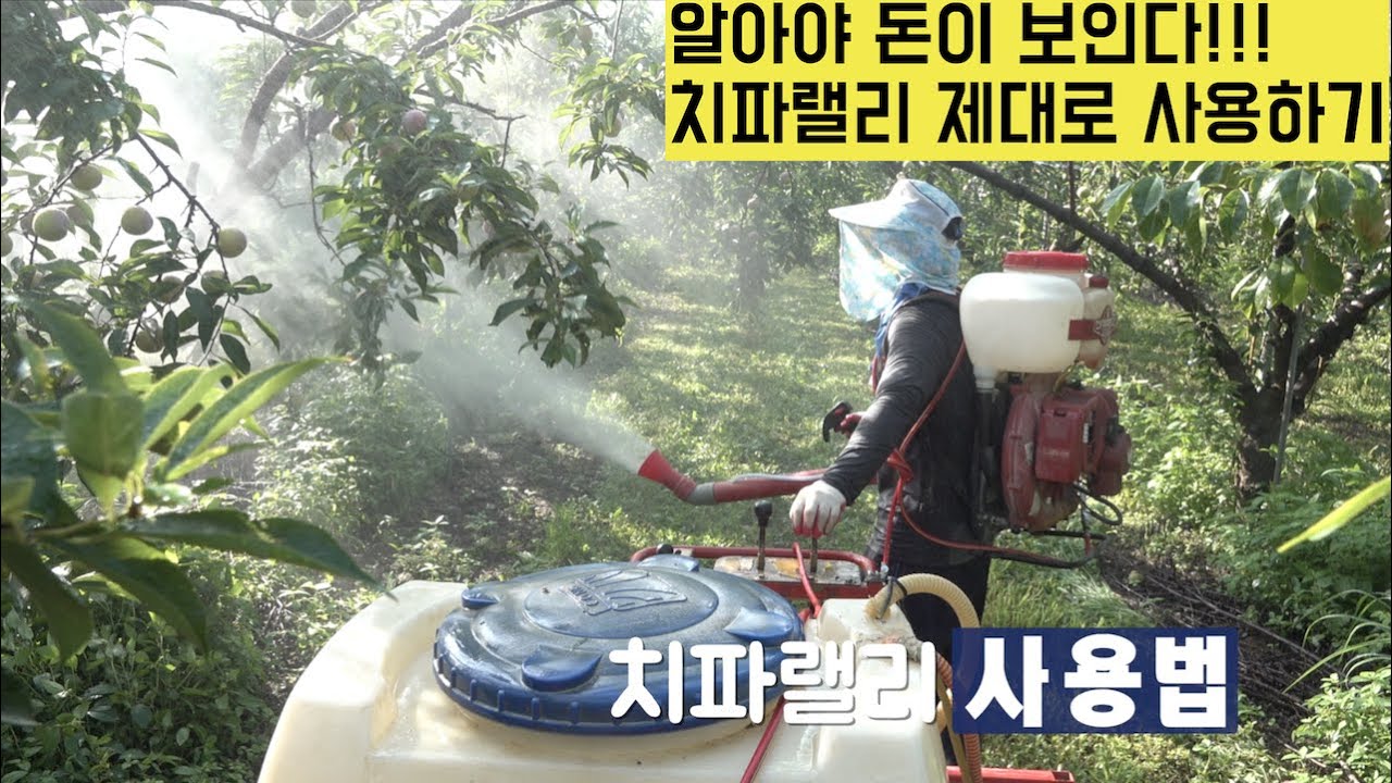 [한국농수산TV] 알면 돈이 되는 치파랠리 과수 방제! 10말로 천평 방제해요! 믿거나 말거나 ~ 경북 청송