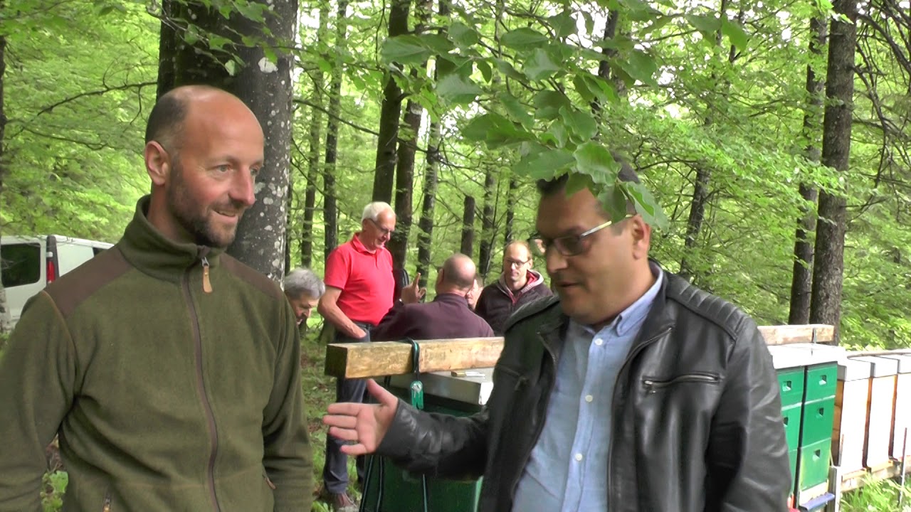 جولة في منطقة تلقيح الكارنيكا F0 في جبال الألب في النمسا