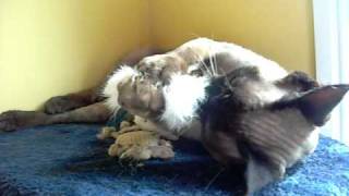 Meesha the Devon Rex - Jan 2011 - How to Clean your Toys.AVI