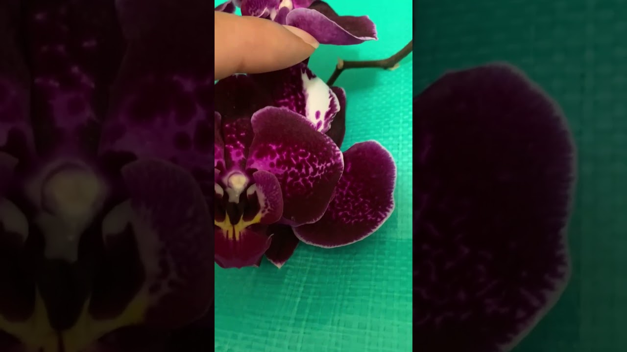 Beautiful Phal Orchid in Bloom ID: Dtps. Fuller's Cheese 3165