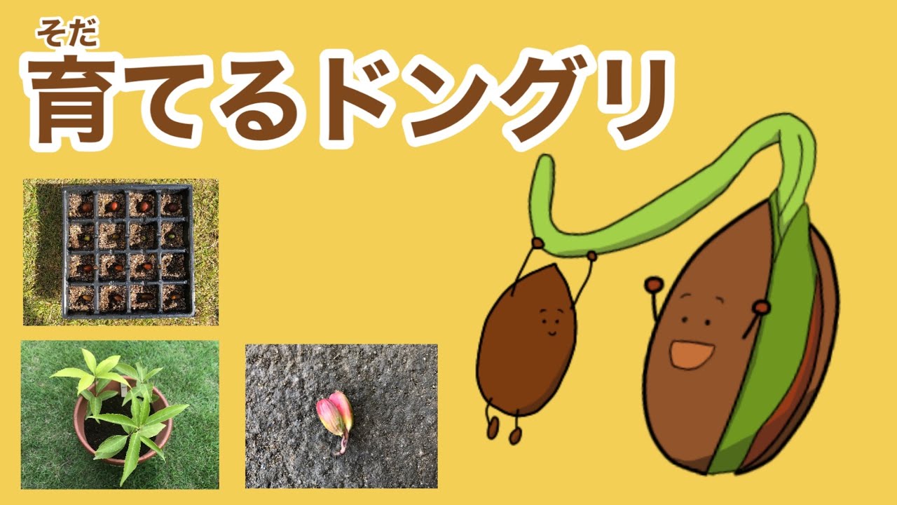 どんぐりの育て方(くぬぎ・しらかし・まてばしい・こなら) ｰ公園の