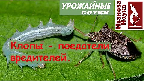 Не все клопы - вредные! Друзья в нашем саду.