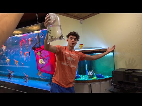 Getting The MOST BEAUTIFUL AQUARIUM FISH!