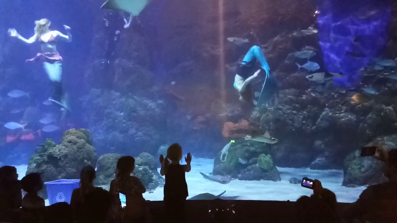 The Real Mermaid Fish Aquarium Downtown Denver USA YouTube