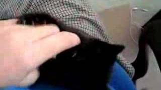 Micro Kitty