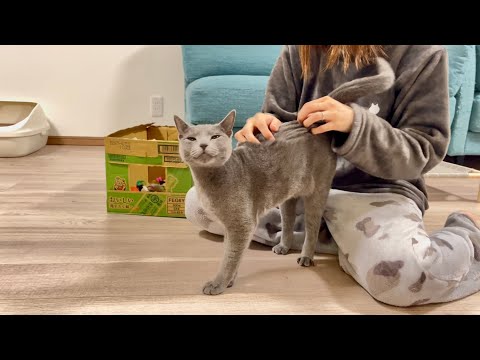 撫でられるのが気持ち良すぎて、なかなか辞めさせてくれない猫