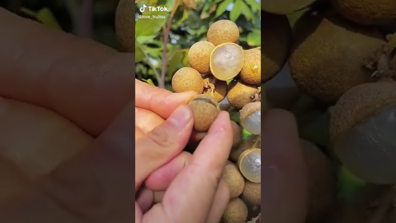 The largest and tastiest litchi garden in the world 