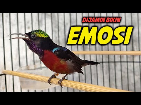 PUTAR SEBENTAR konin JADI EMOSI dengar SUARA PANCINGAN KOLIBRI NINJA GACOR FULL NEMBAK ISIAN INI