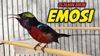 PUTAR SEBENTAR konin JADI EMOSI dengar SUARA PANCINGAN KOLIBRI NINJA GACOR FULL NEMBAK ISIAN INI