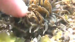 paying At Rocky Shores I Picked At A Sea Anemone