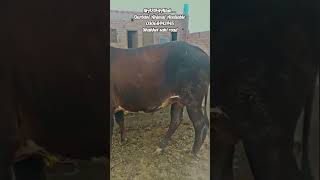 Eid.ul.adha Qurbani 2026 animal Available at Mohsin Cattle farm shahkot sahi road 03068442445