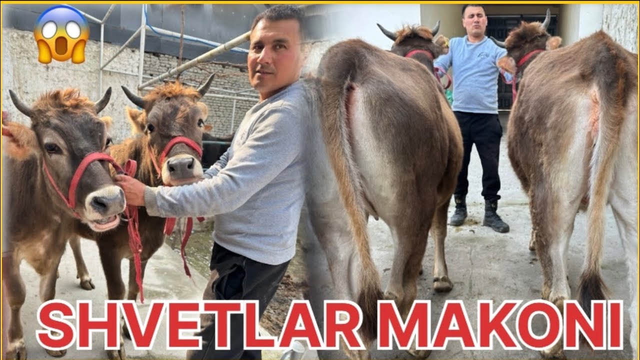 SHVETLAR MAKONI KO’RIB ZAVQLANING 🤗