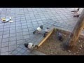 Apareamiento palomas