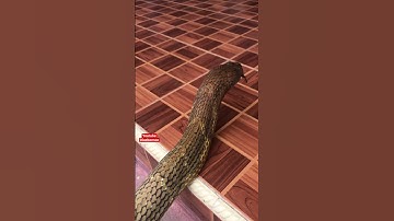 King cobra after swallowing a 2 meters python #shorts #kingcobra