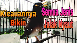 Jalak Nias Betina Memanggil Jantan - Burung jalak Nias gacor Bikin Jalak Lain Cepat Nyaut