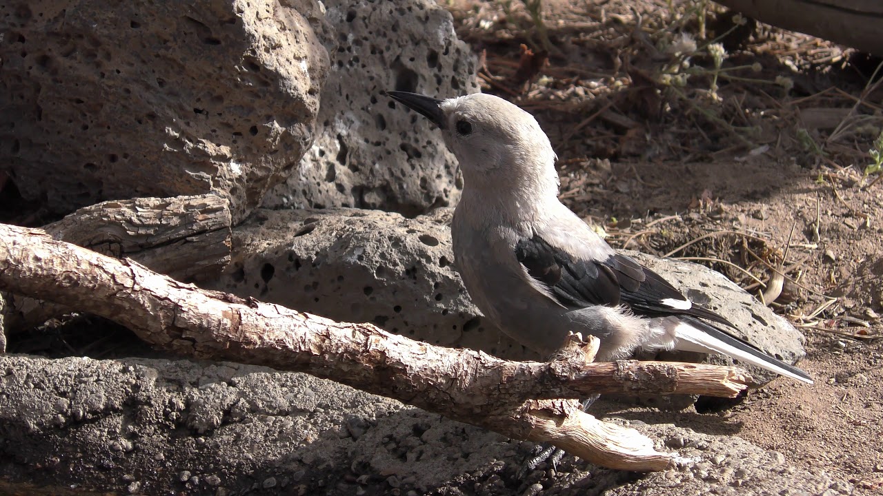 Clark's Nutcracker 7 18 19