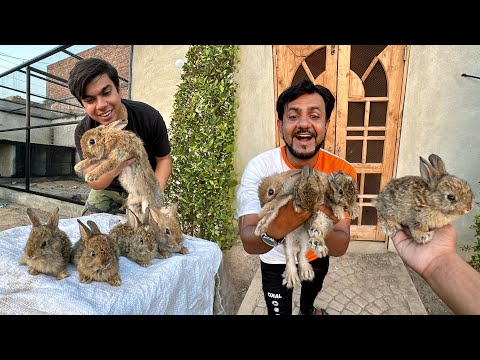 Jungle Rabbits Ki Pori Family La Aiy Hum 😍