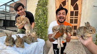 Jungle Rabbits Ki Pori Family La Aiy Hum 😍