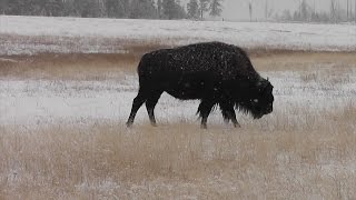 Restoring the Buffalo