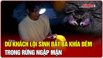 Du khách lội sình bắt ba khía đêm trong rừng ngập mặn | Cần Thơ TV