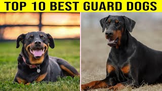 Top 10 Best Guard Dogs