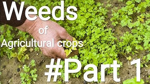 Weed Specimens - Part 1   #B.Sc(Hons)Agriculture #Practical Classes