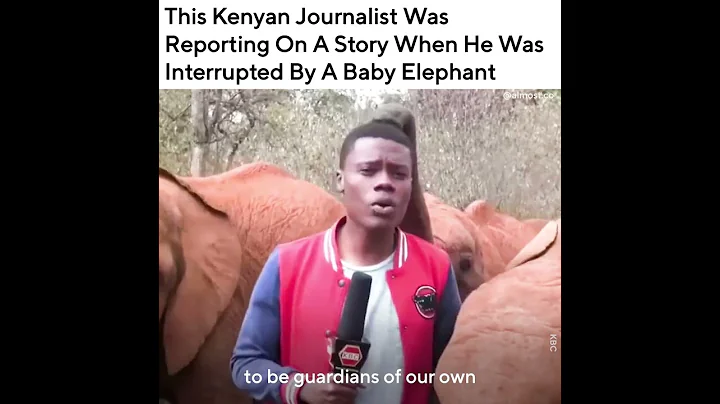 This Kenyan Journalist Was Reporting On A Story When He Was Interrupted By A Baby Elephant - DayDayNews