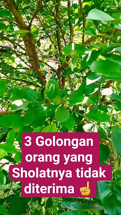 3 golongan orang yg Sholatnya tidak diterima #artis #amalankebaikan #beritaterkini