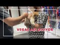 Vegas aşı olmaya veterinere gidiyor - Köpeklerde Yıllık aşılar
