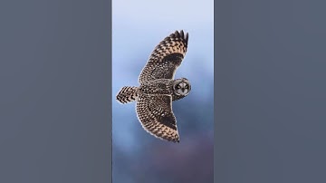 Stop Scrolling. Just Watch This.