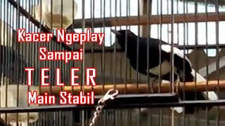 Download Lagu Kacer gacor ngeplong, kacer anda ikut ngeplong MP3