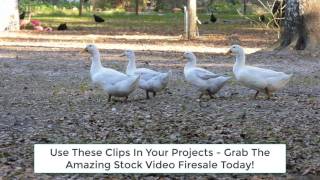 Amazing Stock Video Firesale - Royalty Free Stock Videos by Paul Counts 2,507 views 6 years ago 2 minutes, 47 seconds