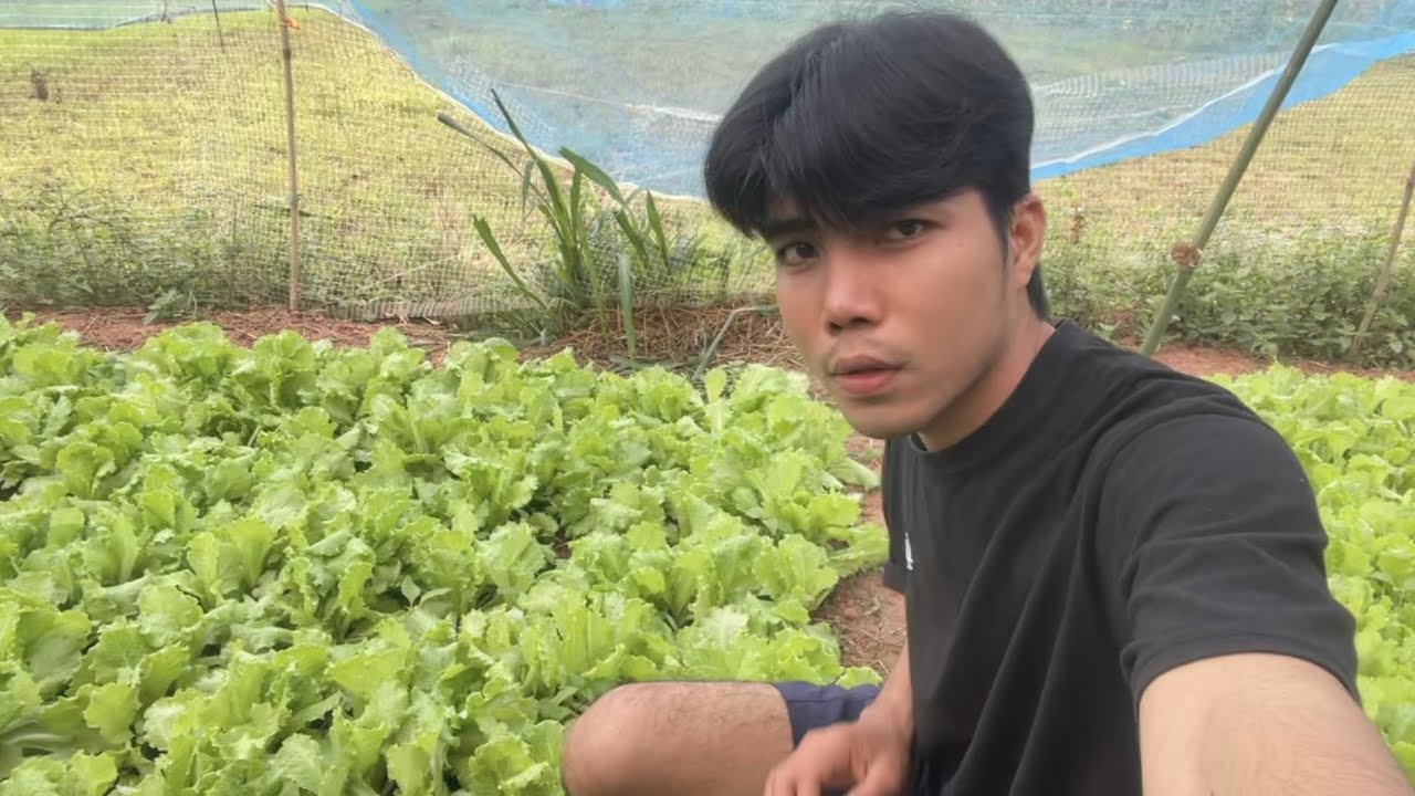 มาปลูกผักกันครับ ผักสลัดแยกจากแปลงเพาะ มาลงแปลงใฟม่ครับ | ภูสไตล์ Phu Style