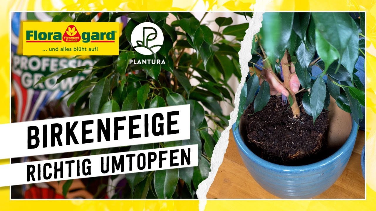 maxi bonsai Bonsai