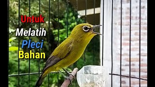 Pleci Nembak Isian Untuk Melatih Pleci Bahan Agar Cepet Nembak