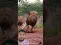 Ferocious lion running #lion #wildlife #animals #africa #tiger #leopard #wildlifeanimals #lionattack