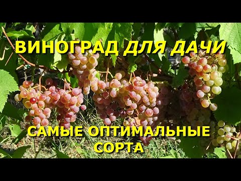 Сорта винограда Криули Сергея Ивановича: описание и фото