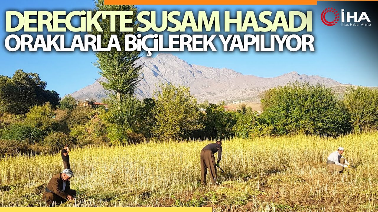 Hakkari'de Susam Hasadı Başladı