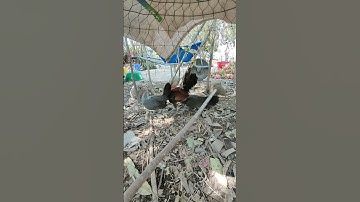 trốg mái chuối🐓 #thứcgàrừng86