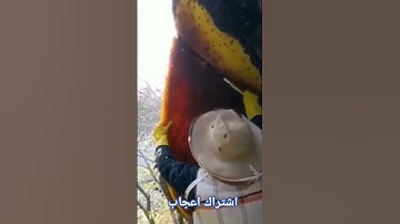 من سورة النحل تلاوة الشيخ ادريس ابكر     وأوحى ربك الى النحل