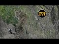 safariLIVE - Sunset Safari - May 05, 2019