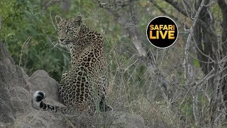 safariLIVE - Sunset Safari - May 05, 2019