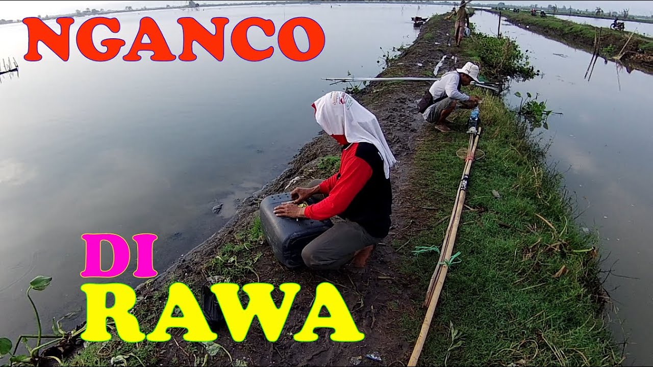 BRANJANG / ANCO IKAN DI RAWA || BASAH - BASAHAN || TRADITIONAL FISHING || PART 1 ..eps 46