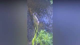 Magical Moment Father Gives Birth To Hundreds Of Baby Seahorses