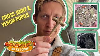 Cross Joint + Venom Pupils Strain Review | KUSH NO KETCHUP
